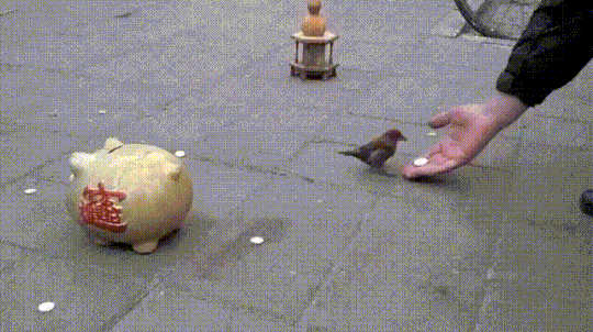 ANIMAL GIFS & PIC 3 pages - Page 2 Gif-bird-piggy-bank-3619334