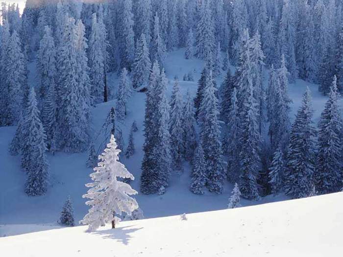 Les arbres ont-ils une influence sur votre spiritualité ? - Page 22 24325237_dd38cec3e25d