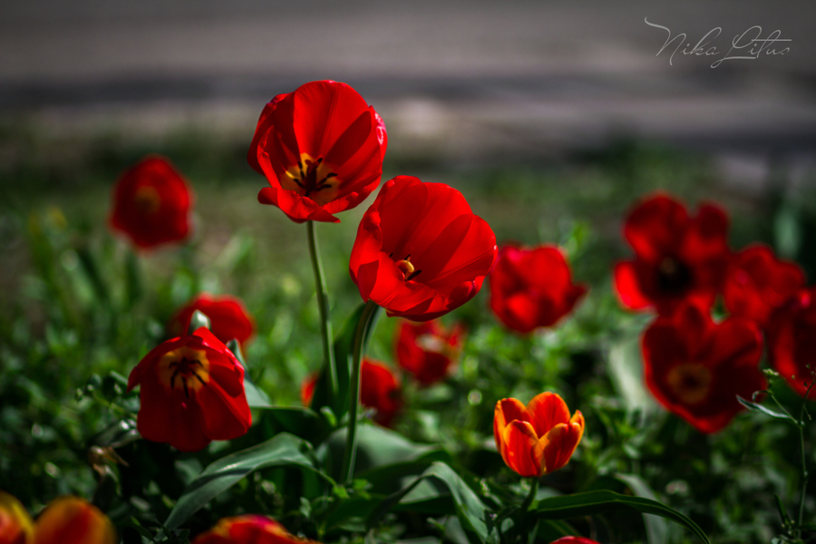 BIENVENIDO, MAYO.  MES DE LAS FLORES. - Página 2 112620246_large_bez_imeni7903