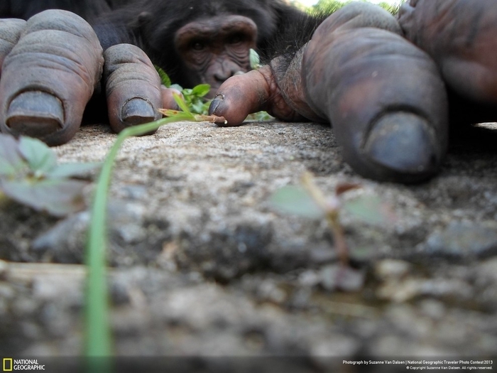 ¡¡¡¡¡¡QUE MONOS!!!!!!!! - Página 4 102198912_large_natgeocontest03