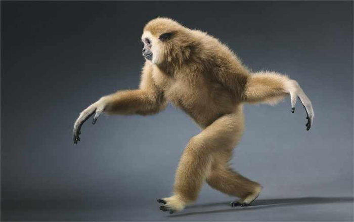 gibbon-walking.-tim-flach (700x439, 130Kb)