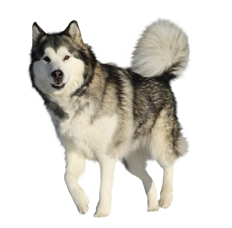 صور دمج للتصميم - ذيب للتصميم Precut_alaskan_malamute_by_vesperity_stock-d4j2qm2