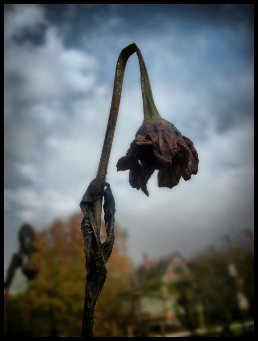 The "others" - Page 4 Dead_flower_by_ninsight-d301wab