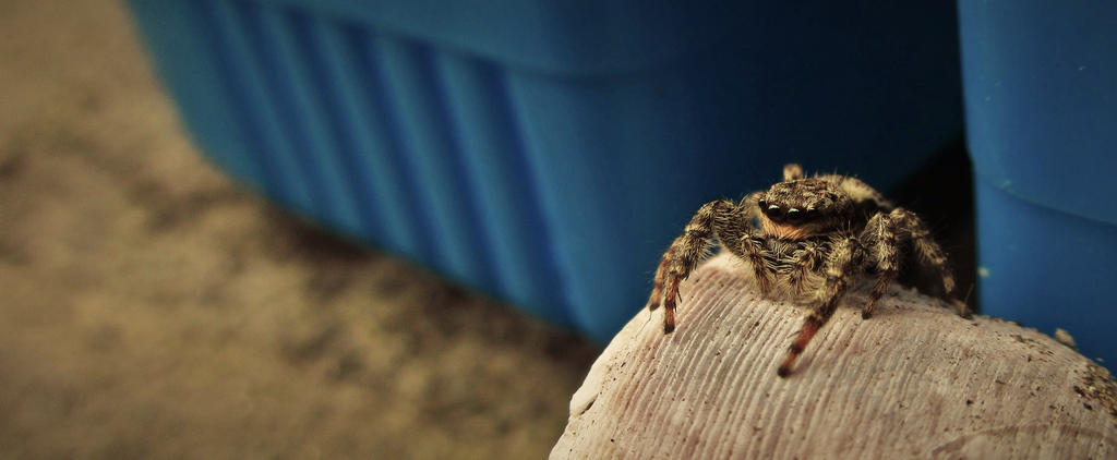 Salticidae - Araignée sauteuse  Spidey_by_calidris555-dbaikw2