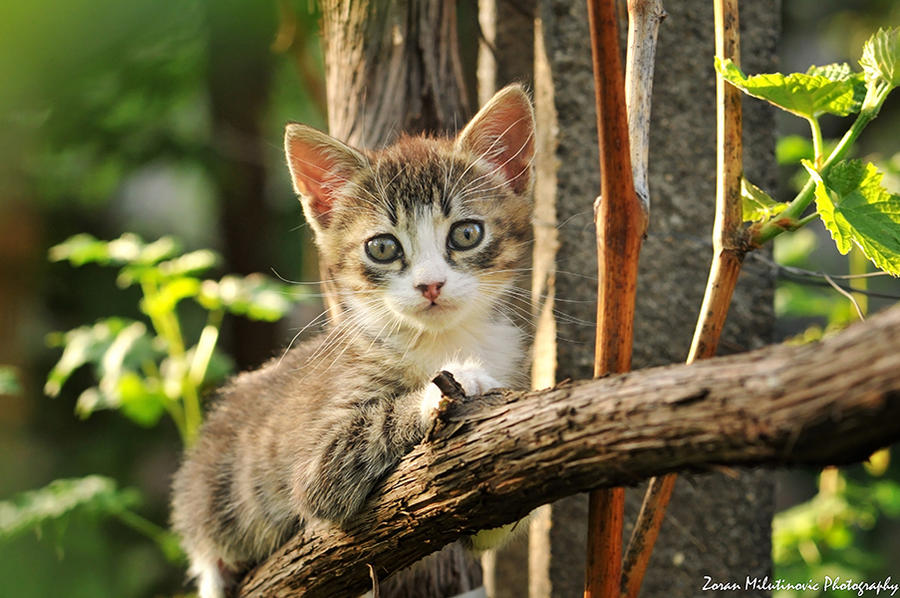 Princes and Princesses [Kitten Search] Mr__big_whiskerer_by_zoranphoto-d6658rh