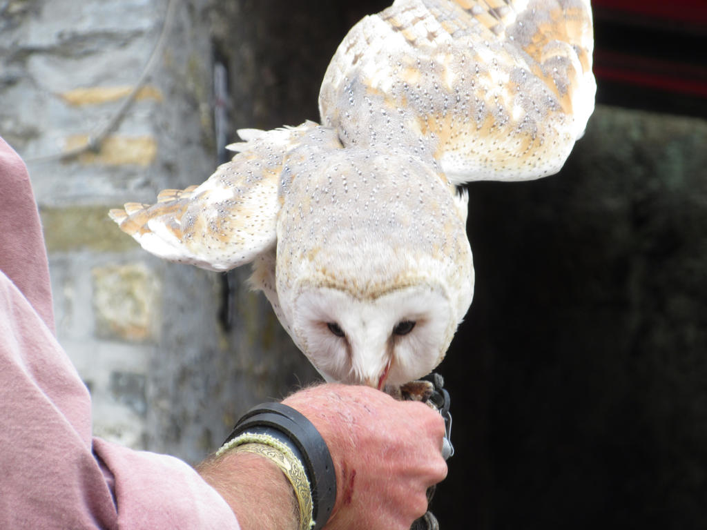 Fauconnerie du Château de Bouillon. Cute_western_barn_owl_by_calidris555-dan6nfa