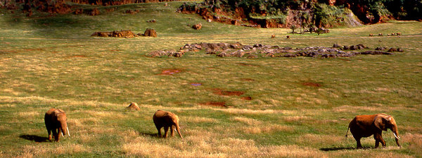 El parque de Cabárceno 'sacrifica' a tiros a todos sus lobos adultos Paisaje-minero-y-fauna-exotica_54359747148_51351706917_600_226