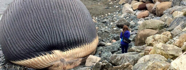 Un pueblo de Canadá teme el estallido de una inmensa ballena azul Carcasa-de-ballena-azul-varada_54407404316_51351706917_600_226