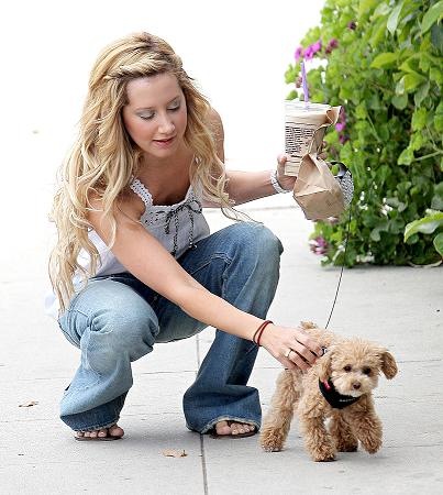 Ashley'nin Sevimli Köpeği İleTanışalım Mı ? Ashley_tisdale_and_maltipoo_puppy_nc_1240559363