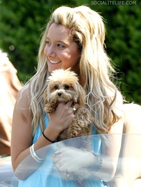 Ashley'nin Sevimli Köpeği İleTanışalım Mı ? Ashley_tisdale_blonde_031608_0010_1240559393