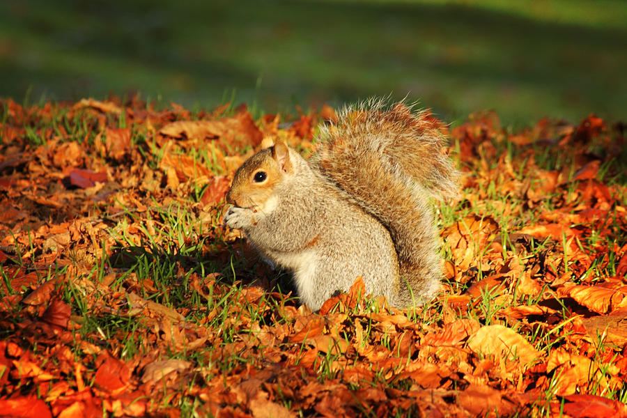 ЕСЕНСКА  ИДИЛА ВО СЛИКИ   Autumn_squirrel_by_chrisdonohoe-d5kcrk3