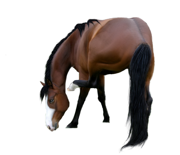 صور احصنه مفرغة ,صور دمج للتصميم Horse_pre_cut_1_by_sasha8702-d5tnmom