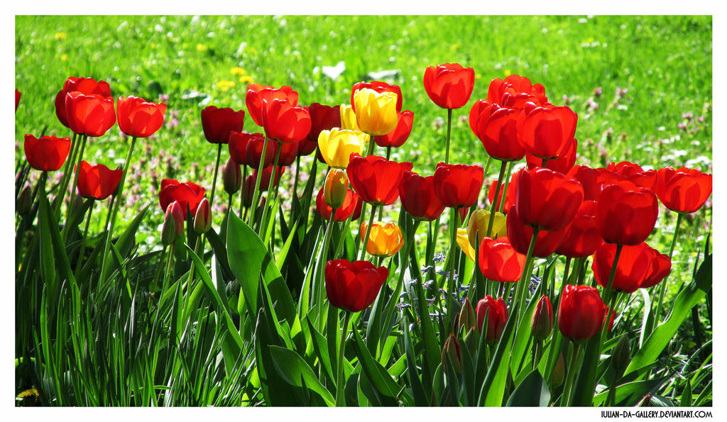 Galerie foto 19jimmy84 - Pagina 14 Colorful_spring____by_iulian_da_gallery-da31407