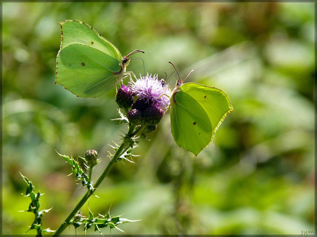 Forêt de Rambouillet, 10 juillet 2015 Brimstone_couple_by_j_y_m-d90pxsq