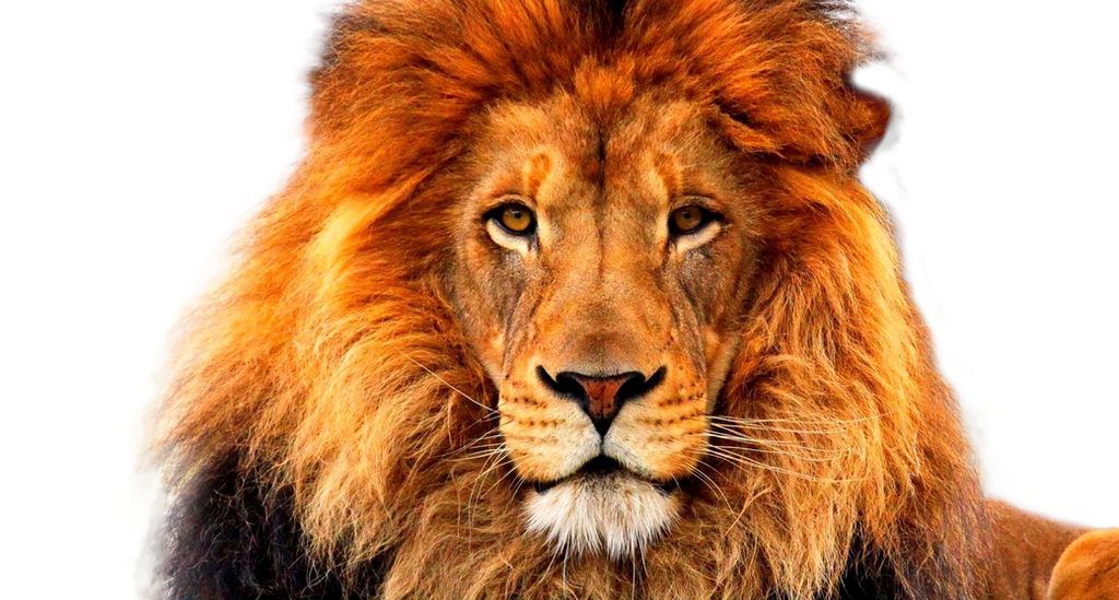  صور اسود للتصميم بدقة عالية , lion png Stock Lion_face_by_xoxo9696-d800gko