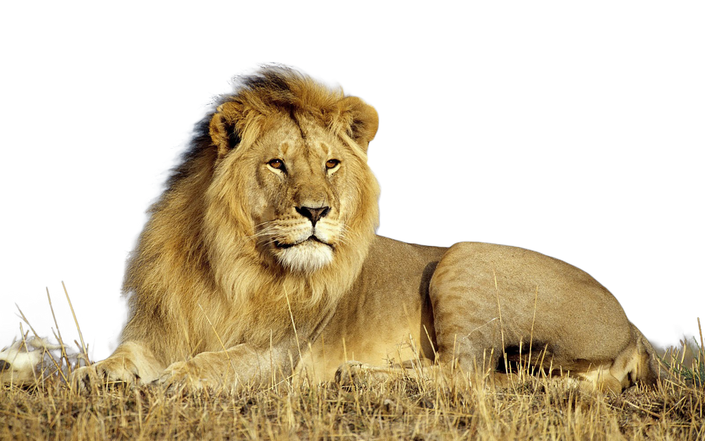  صور اسود للتصميم بدقة عالية , lion png Stock Lion_by_xoxo9696-d800fgf