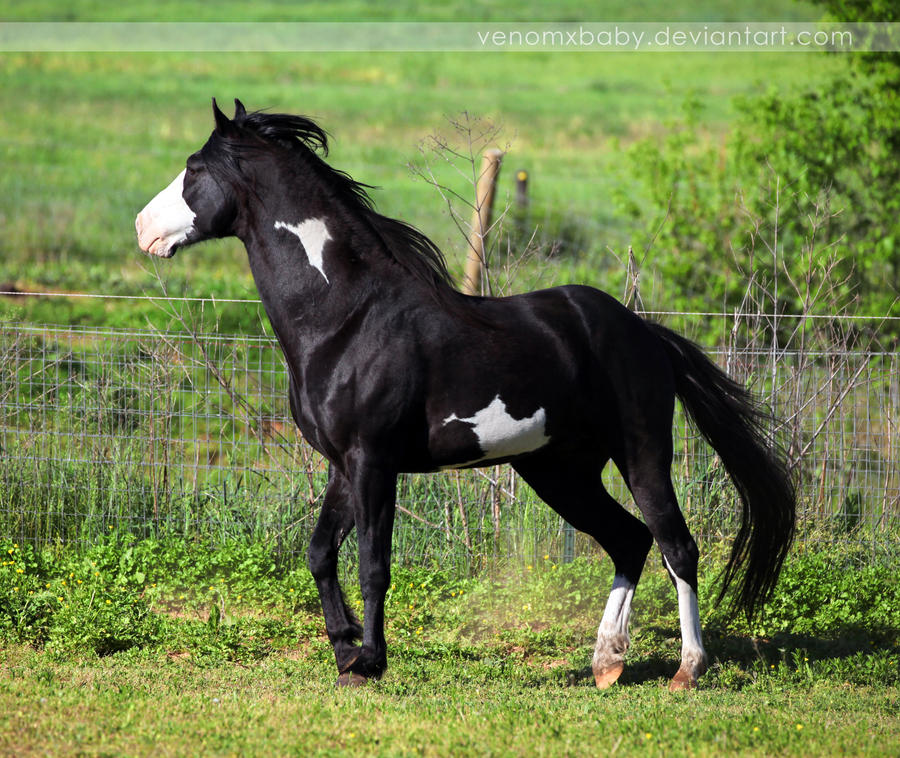 Boutique de créations  Black_overo_stallion_3_by_venomxbaby-d50uakc