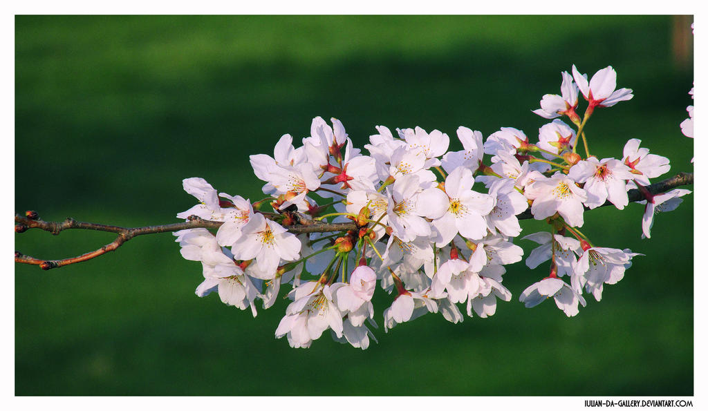 Galerie foto 19jimmy84 - Pagina 14 White_blossom____by_iulian_da_gallery-da353r8