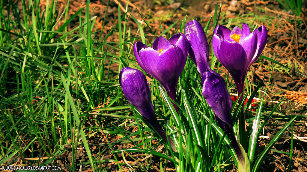 Galerie foto 19jimmy84 - Pagina 15 Crocuses_by_iulian_da_gallery-db3u80q