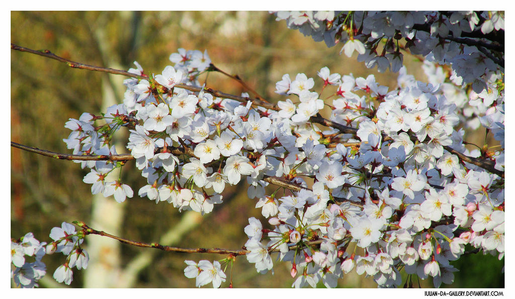 Galerie foto 19jimmy84 - Pagina 14 Delicate_blossom____by_iulian_da_gallery-da353hv