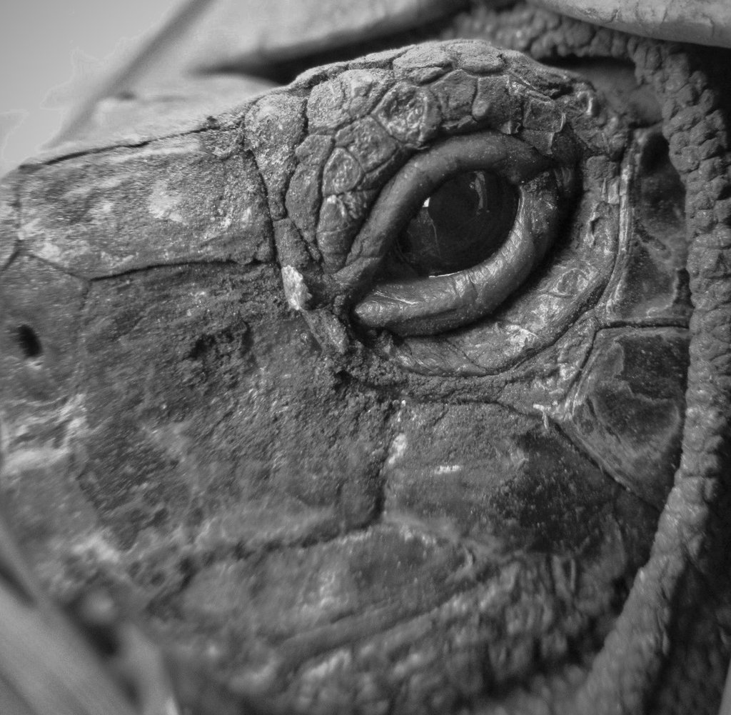 Tortue d'Hermann -Portrait Ages_of_knowledge_by_calidris555-db7rgkq