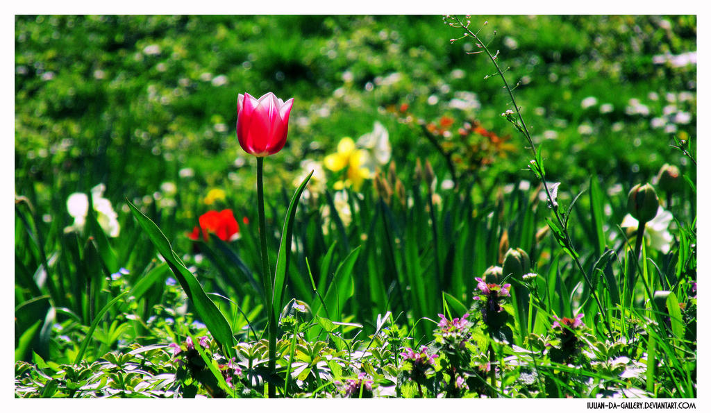 Galerie foto 19jimmy84 - Pagina 14 First_tulip____by_iulian_da_gallery-da353yp