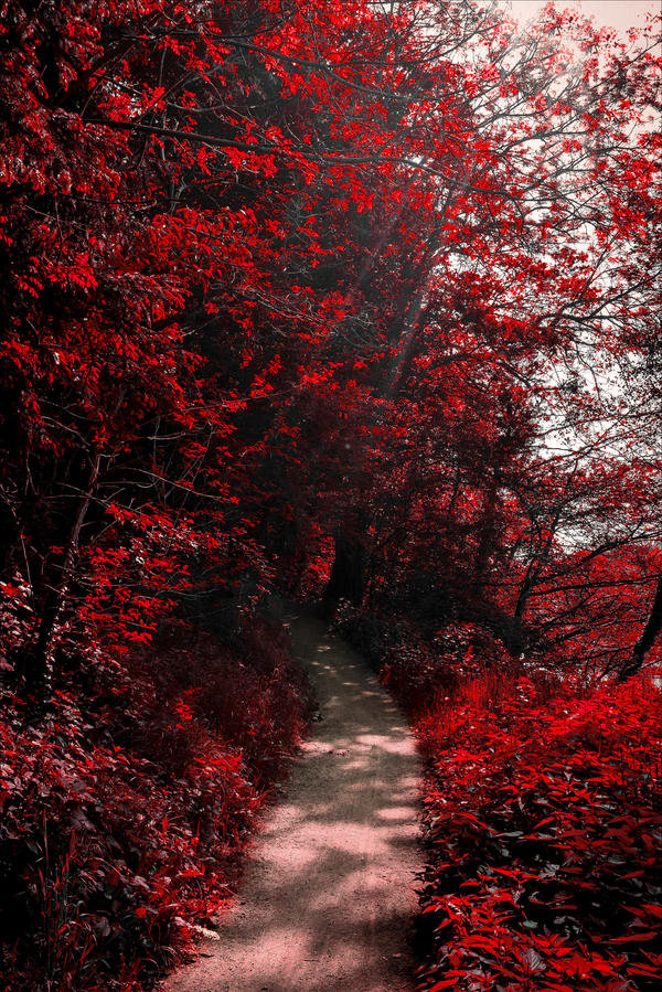 PAISAJES y FOTOS A1 - Página 87 Into_the_bloodred_forest_by_aenea_jones-d90z12w