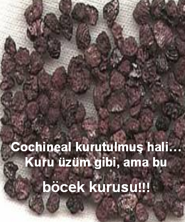 BÖCEK SUYU (COCA COLA) Kuru