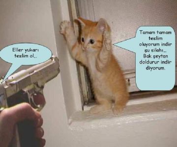 Komik Resimler Komik_kedi_resimleri