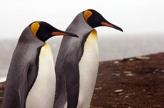企鹅可能面临灭绝的危险 25150835