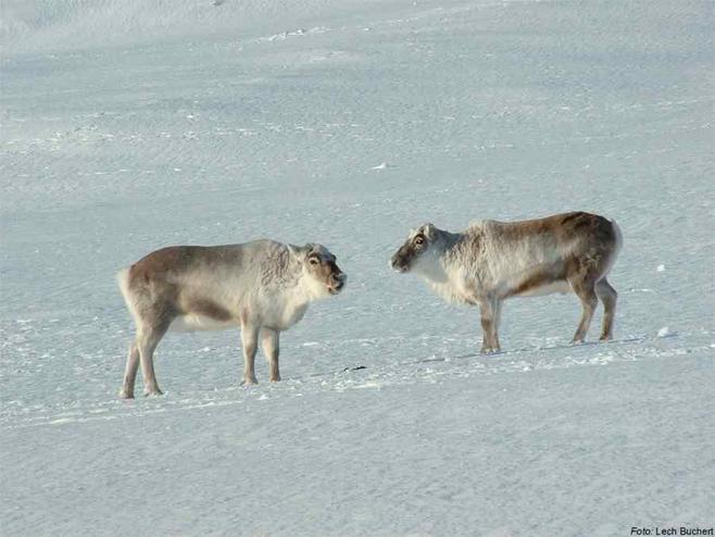  أجمل 10 أنواع من الحيوانات القطبية - الحيوانات القطبية الأكثر جمالا  The most beautiful in the snow 10 kinds of animals  1259408428410