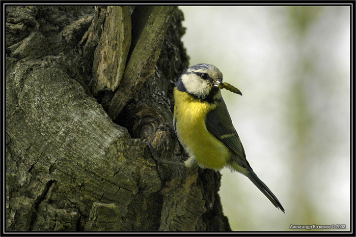 CACHORROS Y ANIMALES - Página 31 76606571_4039185_birds_rus14