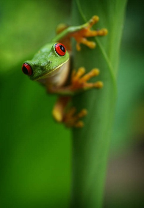 Mis malditas ranas... - Página 5 87375257_large_11