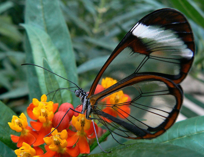 *** LAS MARIPOSAS DEL RINCON DE ENERI *** - Página 17 98445087_large_4