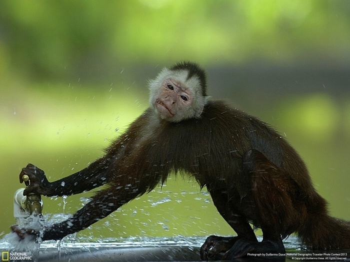 ¡¡¡¡¡¡QUE MONOS!!!!!!!! - Página 4 102198937_large_natgeocontest24