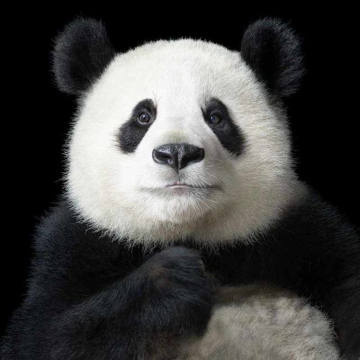 panda.-tim-flach (700x700, 246Kb)