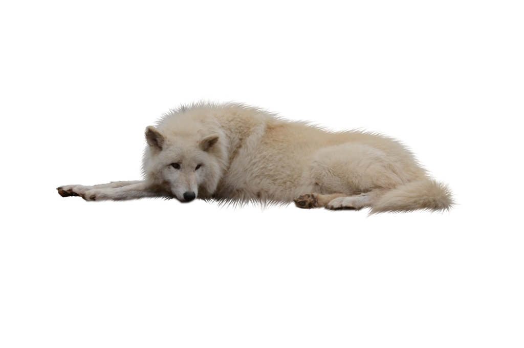 صور دمج للتصميم - ذيب للتصميم Laying_white_wolf_png_by_raynexstorm-d77qyll