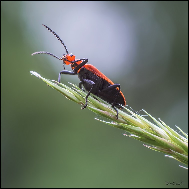 Entrer dans la lumière ... Pb_1249-457fb9b