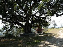 Bouddhisme et minéraux Arbre-bodhi-46c1fab