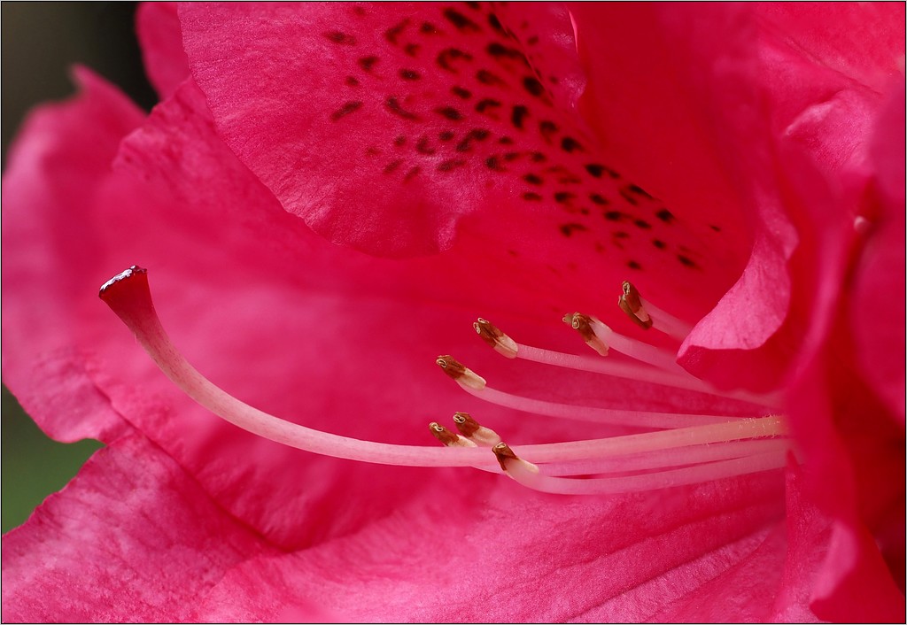 Rhodo en Focus Stacking ... Pb_1254.0-458464f