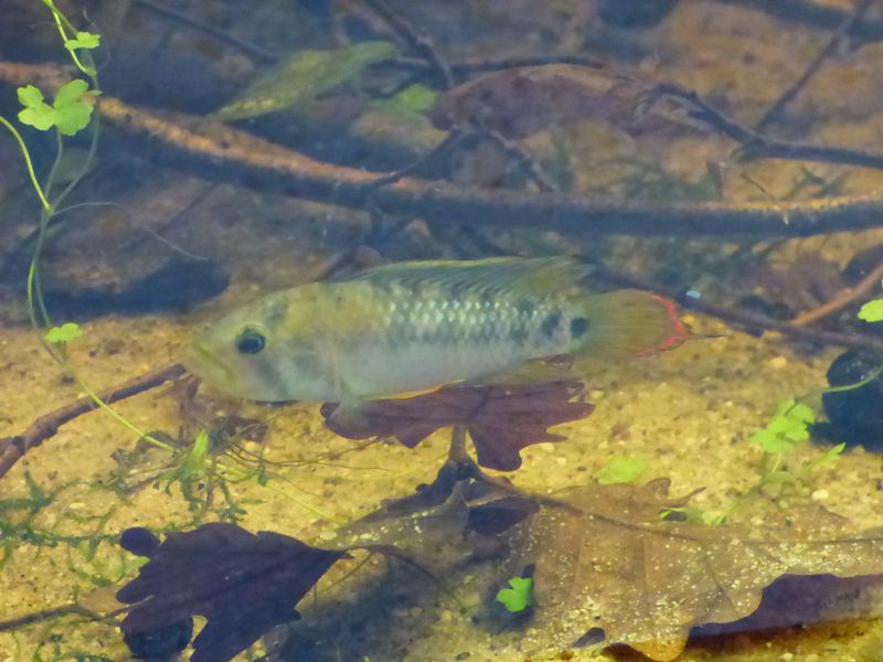 Apistogramma Baenschi - Page 6 P1010784-4c2056e