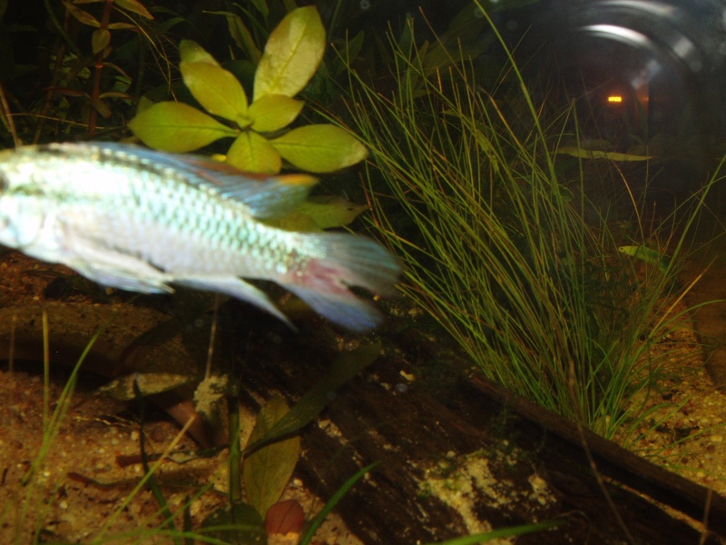 180L V2 /Apisto. Trifasciata P1010015-48769c4