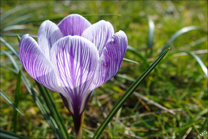 Crocus à croquer Fgst0816_v-4eb86b7