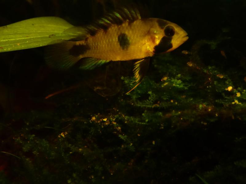 Apistogramma Rositae LOW TEC P1010256-4b4755a