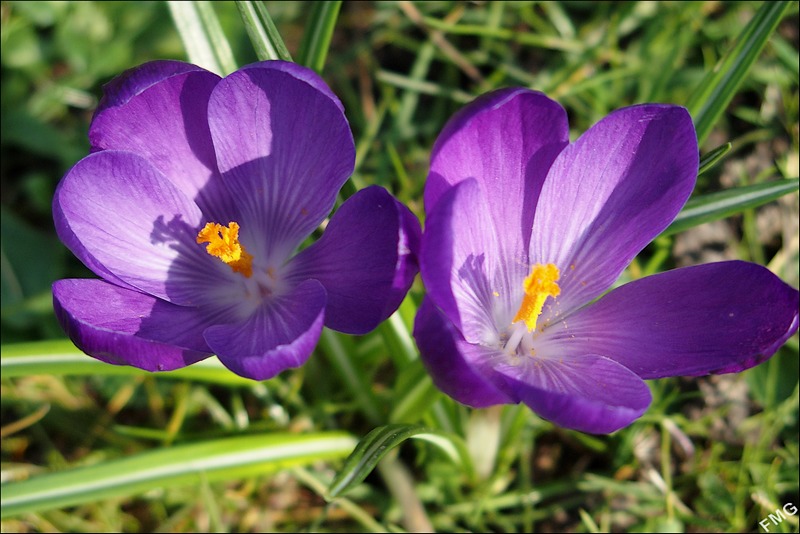 Crocus à croquer Fgst0802_v-4eb93bd