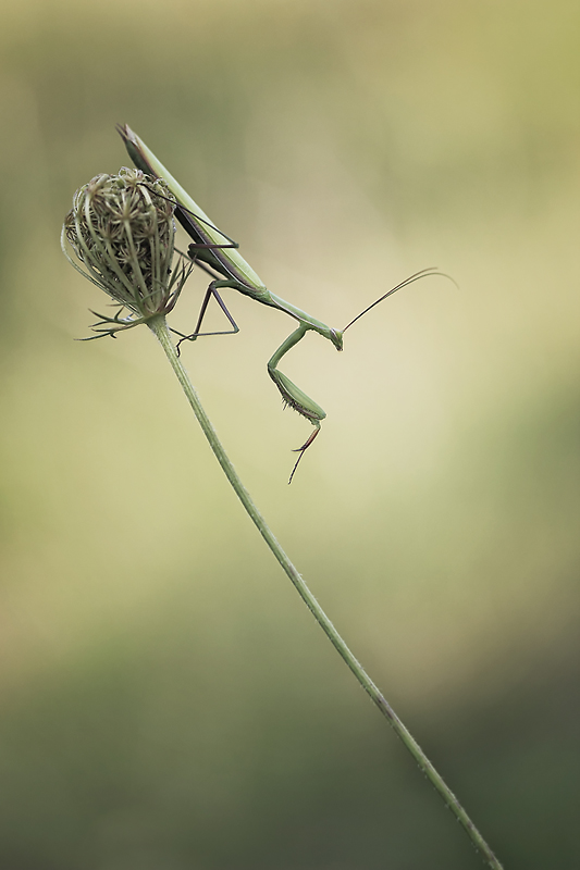 POTD Non Lumix du 10 février 2015   Img_64259-2v2bis800--49dd3d4