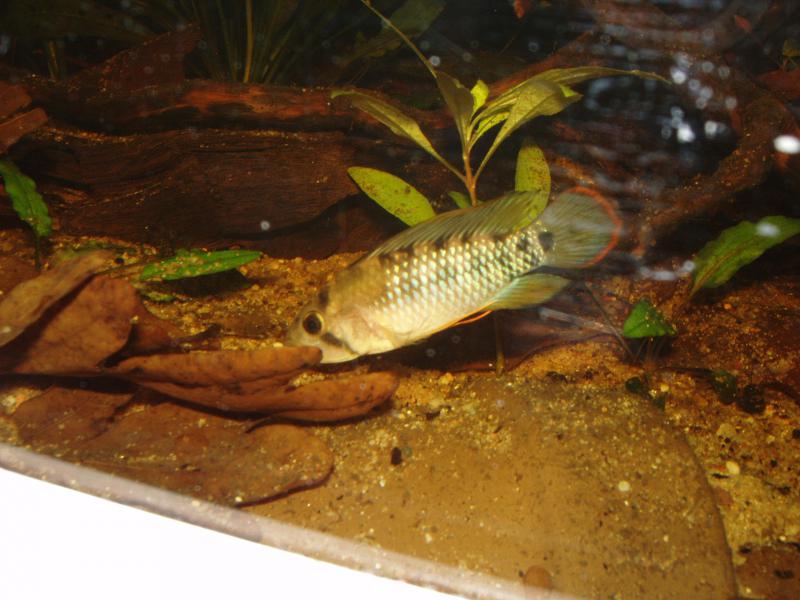 200L. Perou, Apistogramma Baenchi F2 P1010088-4818dab