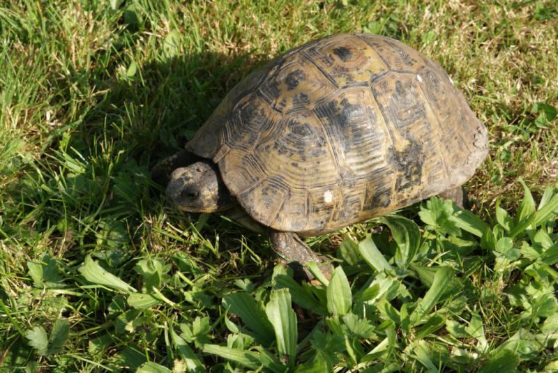 Identification tortue. Tortue-comp1-46eb9cb