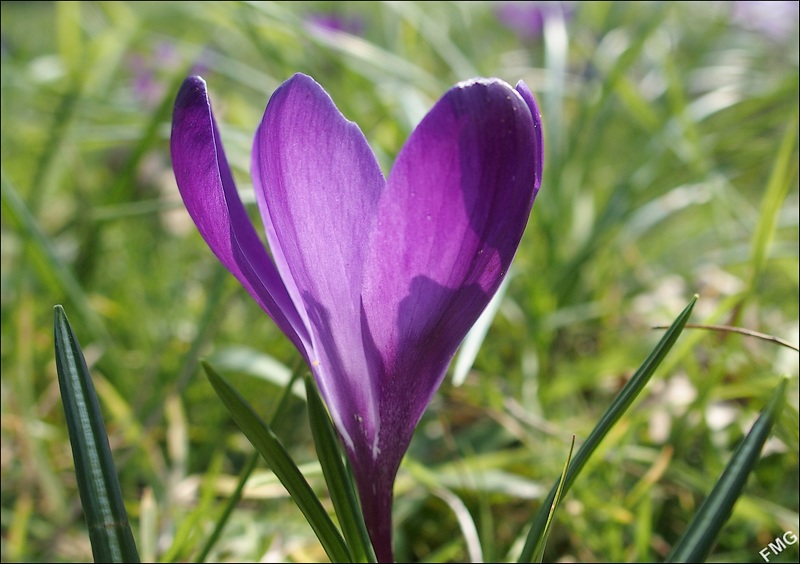 Crocus à croquer Fgst0819_c_v-4ebd29e