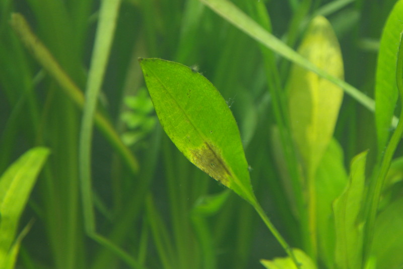 qu'est ce que peuvent avoir mes plantes ? _sam5867-4a2ef8f